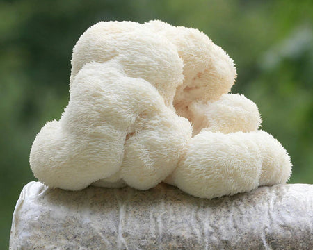 Lion's Mane Mushroom Block Kit