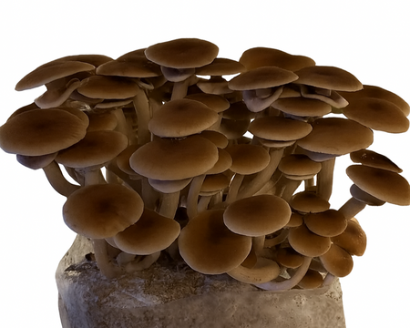 Pioppino Mushroom Block Kit