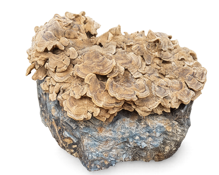 Turkey Tail Block Kit