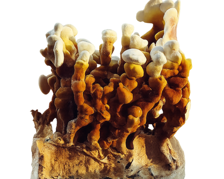 Reishi Mushroom Block Kit