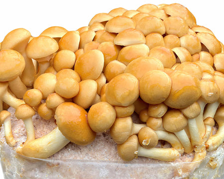 Nameko Mushroom block Kit