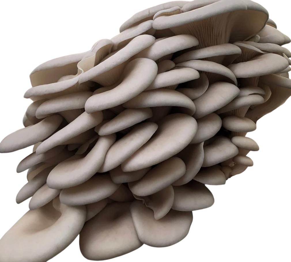 Pearl Oyster Mushroom Spores