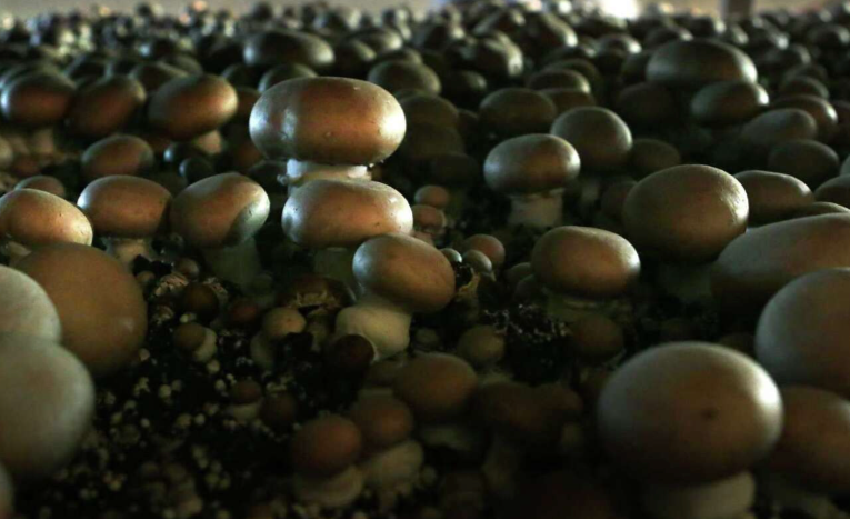 Portobello Mushroom Spores