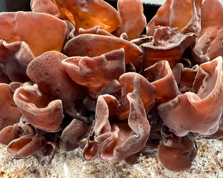 Wood Ear Mushrooms Block Kit