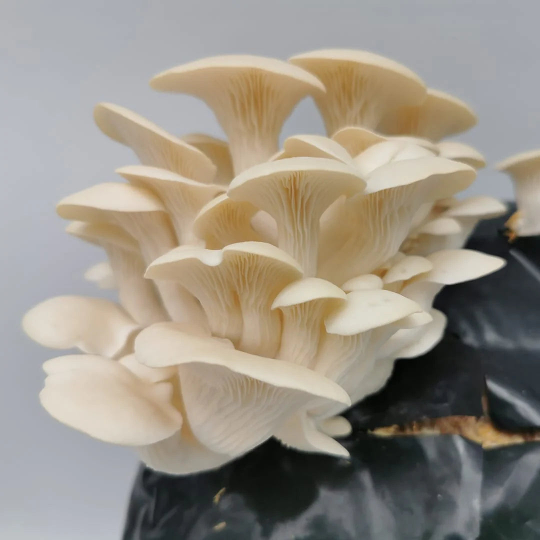 Elm Oyster Mushroom Spores