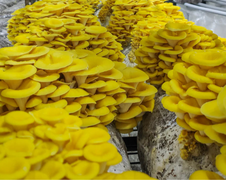Golden Oyster Mushroom Block Kit