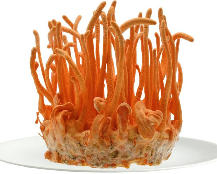 Cordyceps Mushroom Spores