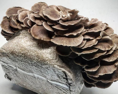 Phoenix Oyster Mushroom Block Kit
