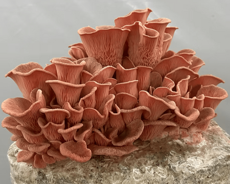 Pink Oyster Mushroom Block Kit