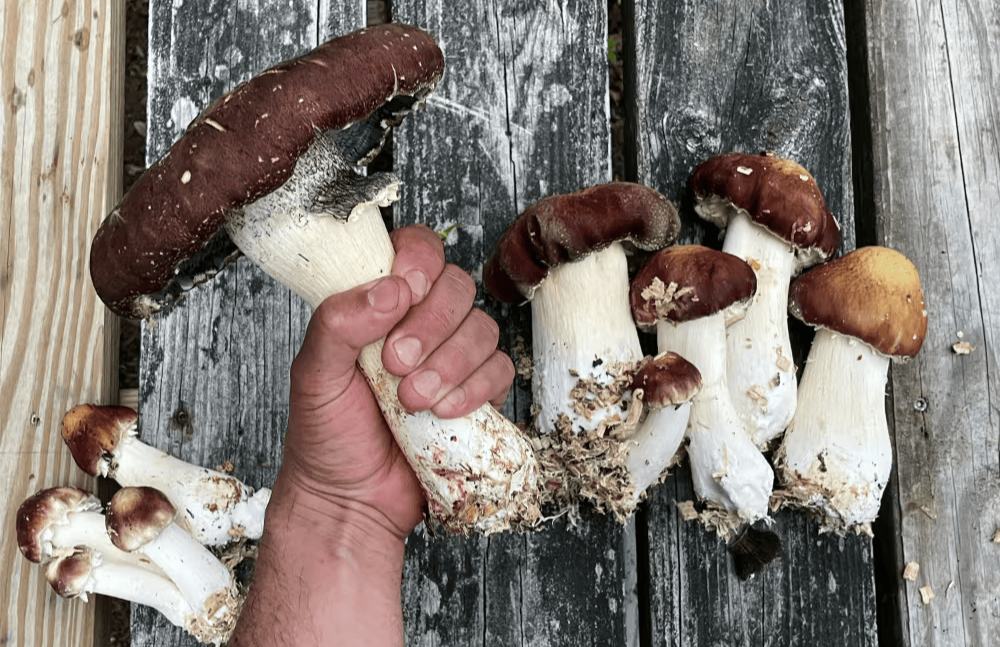 Wine Cap Mushroom Spores